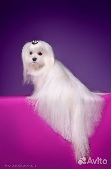 Мальтезе вязка