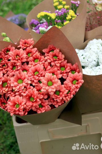 Хризантема веточная для букетов