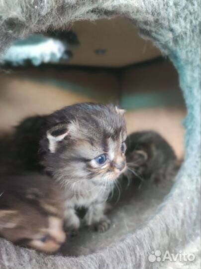 Вислоухие котята в добрые руки