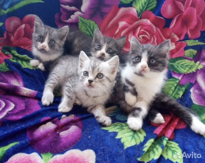 Отдам в добрые руки