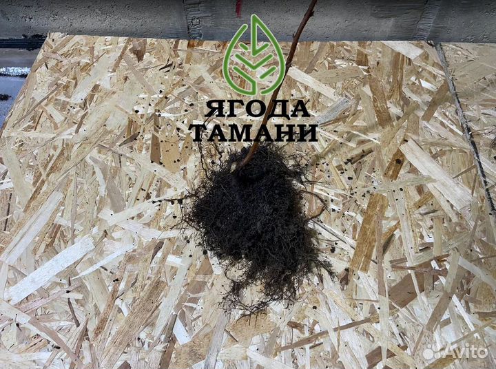 Малина мапема 2 годовалый зкс