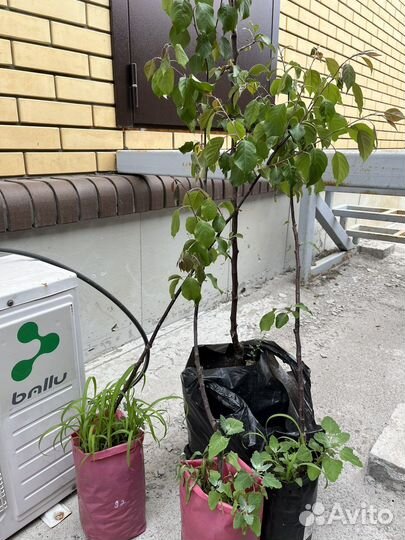 Яблоня Рудольф