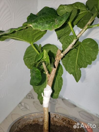 Гибискус флоридский