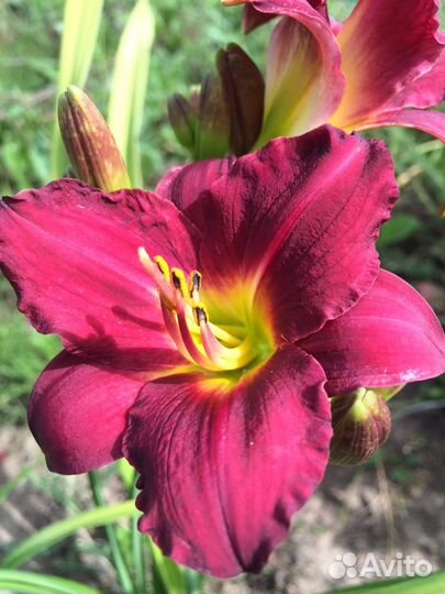 Многолетники. Лилейники