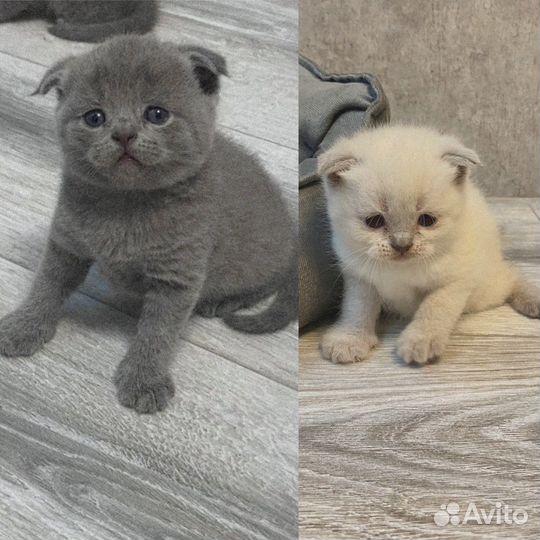 Шотландские вислоухие котята
