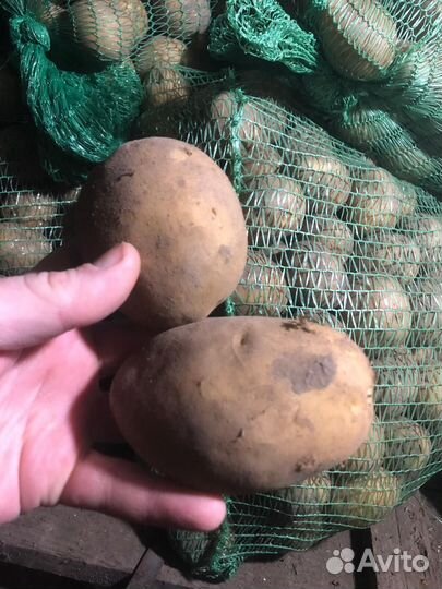 Семенной картофель коломбо