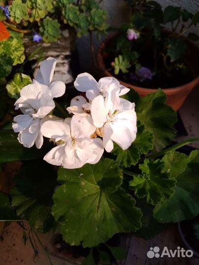 Герань пеларгония цветущее растение