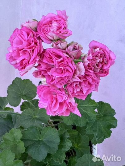 Пеларгония герань