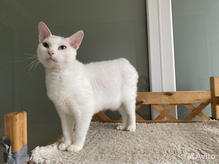 Девон-рекс белые кошечки