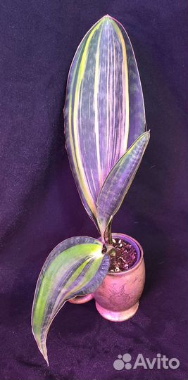 Сансивиерии сортовые