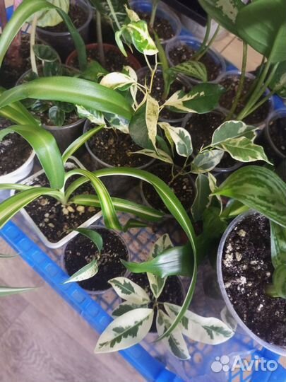 Много комнатных растений