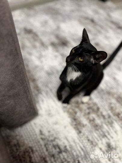 Котенок ориентал мальчик