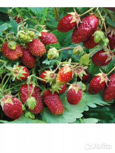 Саженцы земклуники ремонтантной