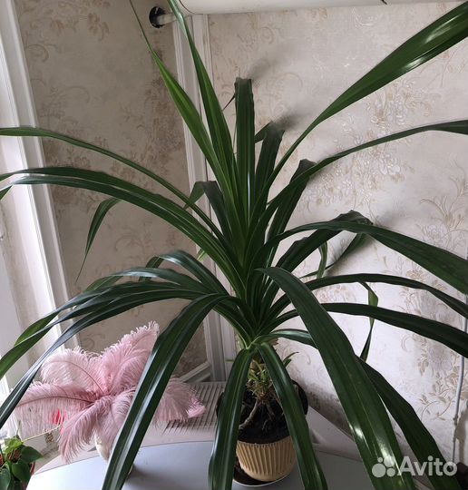 Пальма панданус (торг)