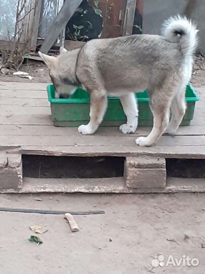 Щенки западно сибирской лайки