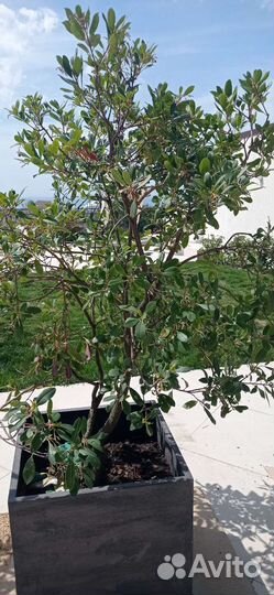 Можжевельник,туи,розы