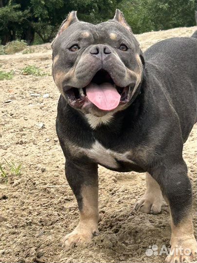 Собака для вязки