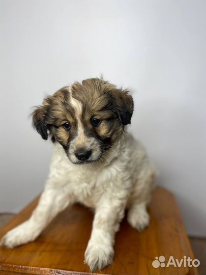 Отдам Щенка