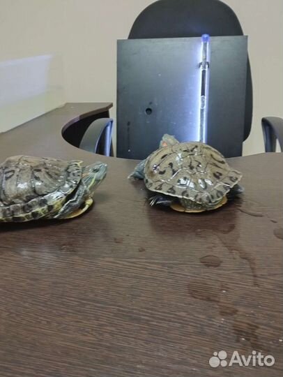 Черепаха