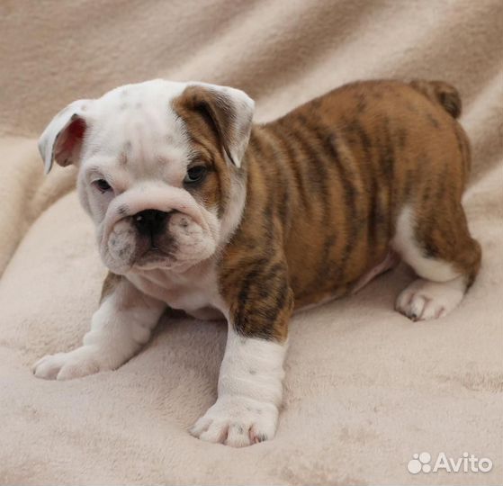 Щенки английского бульдога