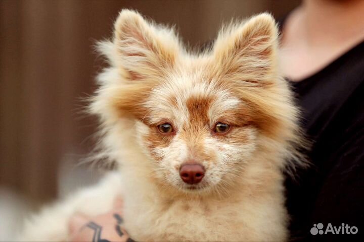 Саурон, джекдог