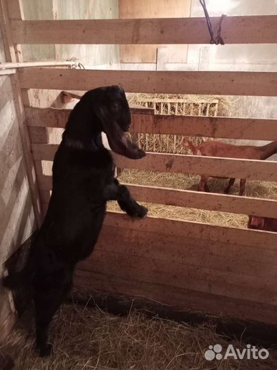 Козел вязка