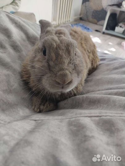 Декоративный кролик