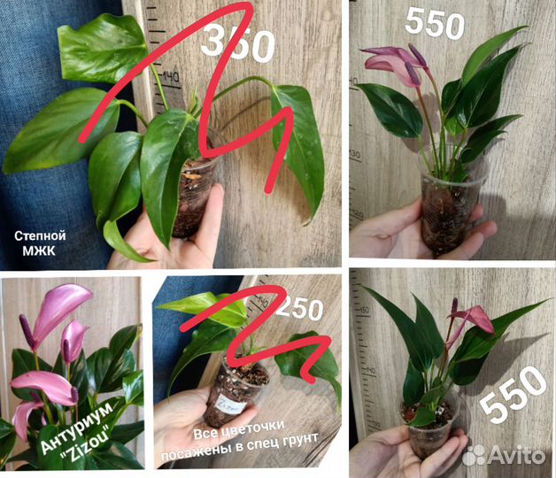 Большой выбор сортовых Антуриумов