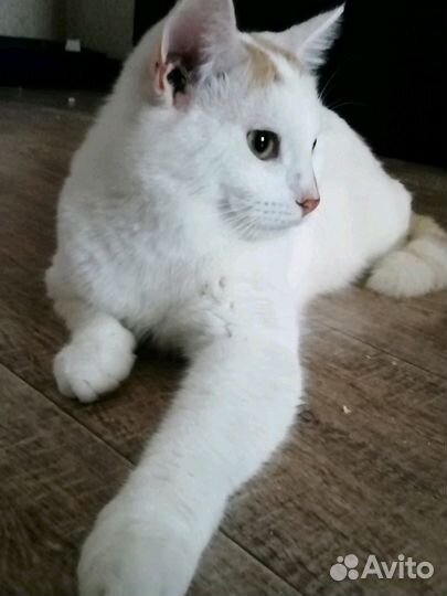 Белоснежный котик в добрые руки