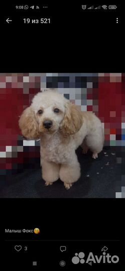 Ищу модели (собак) для стрижки