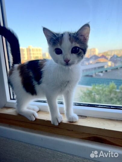 Котенок девочка в добрые руки