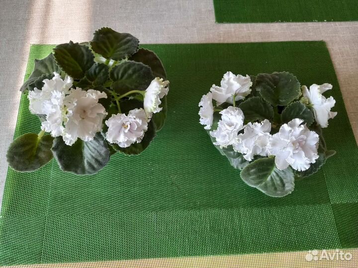 Фиалка белая цветущая, детки