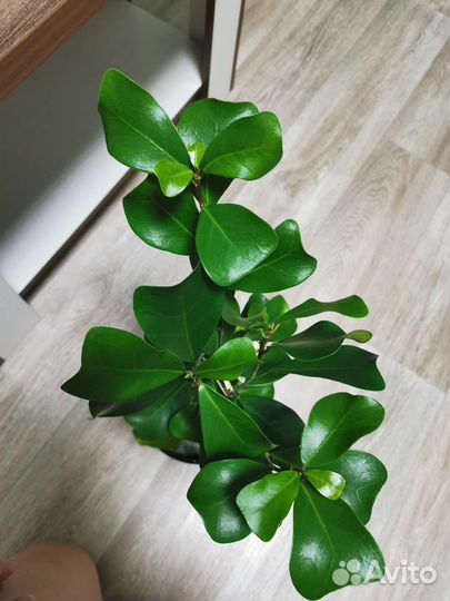 Фикус Лирата,Рубигиноза,Бенгальский тигр,Амстелы