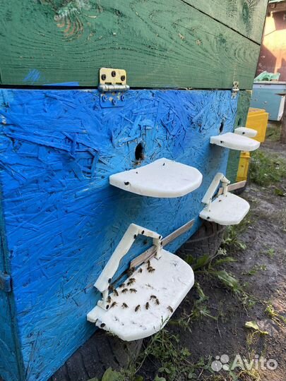 Мед разнотравье 2023 год