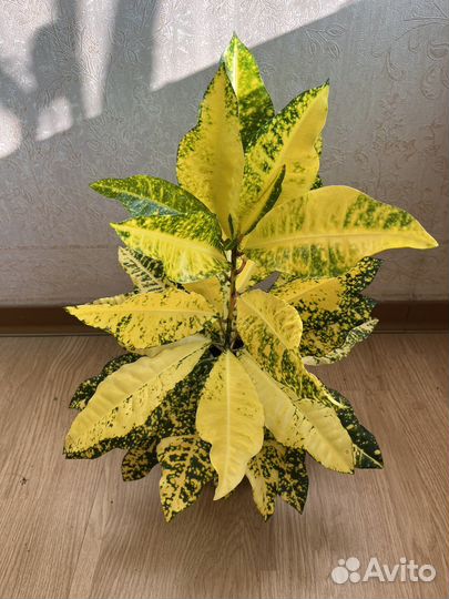 Кротон аукуболистный