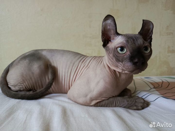 Сфинкс эльф котёнок