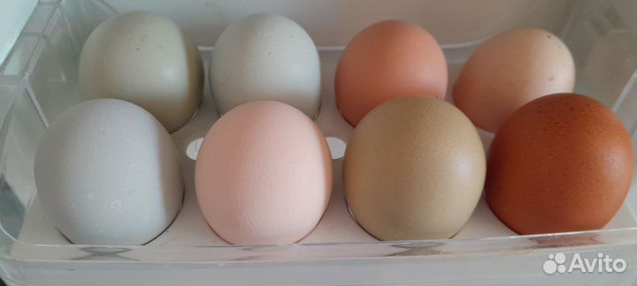 Инкубационное яйцо