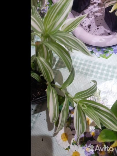 Комнатные цветы: Традесканции