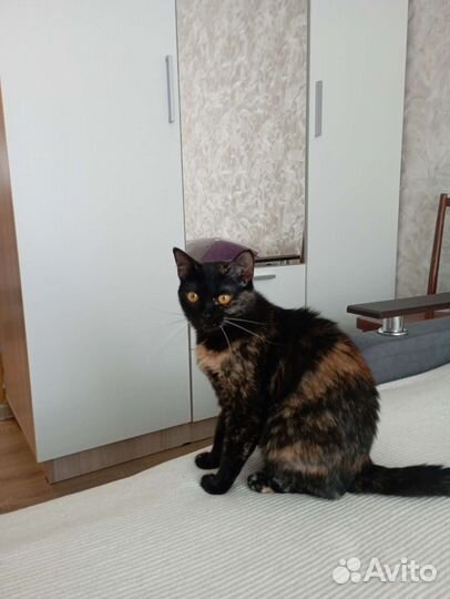 Кошка Анфиса