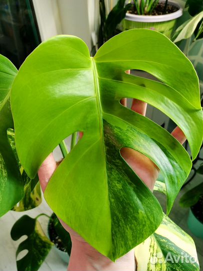 Монстера еллоу сплеш