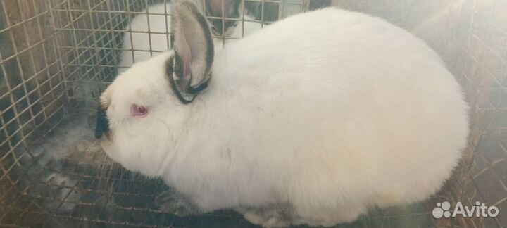 Калифорния