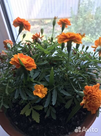 Бархатцы семена 2023 год