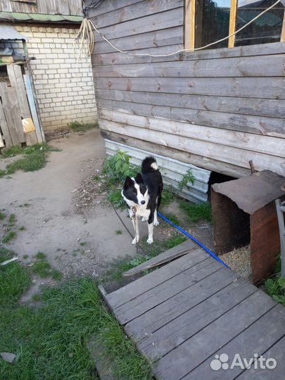 Собака ищет дом