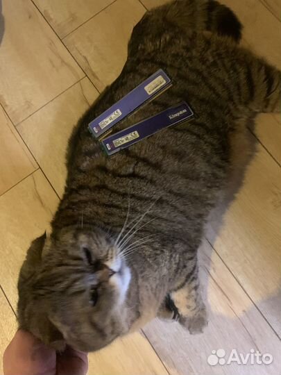 Оперативная память ddr3 4gb 1333