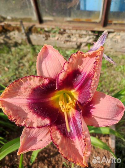 Лилейники, флокс