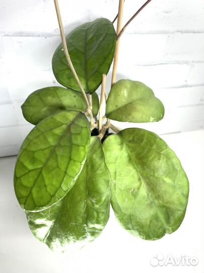 Хойи взрослые