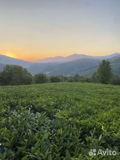 Джиппинг-тур