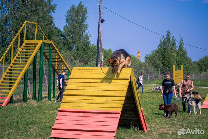 Кинолог. Дрессировка и воспитание собак