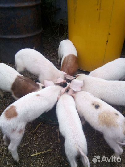 Поросята Домашние