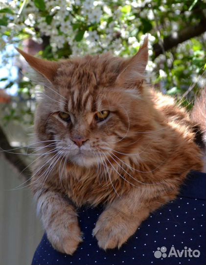 Мейн-кун Вязка и Котятки